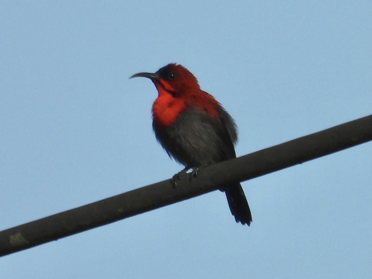 Karmesinnektarvogel - ML644297949