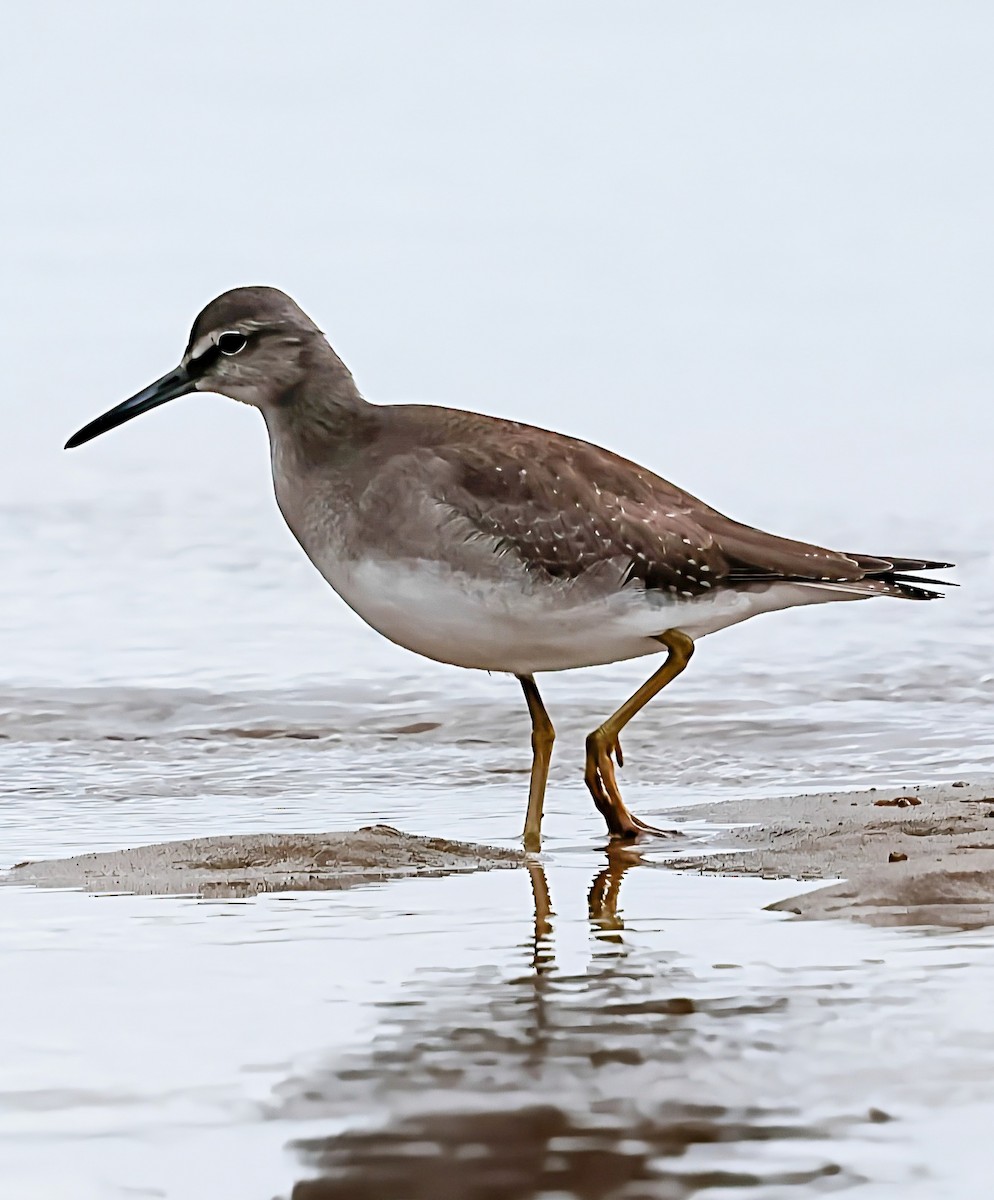 Gray-tailed Tattler - ML644297951