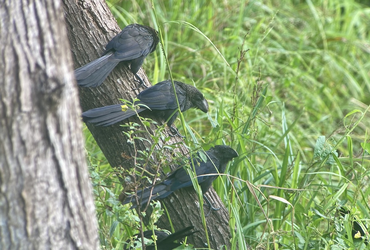 Ani à bec lisse - ML644297959