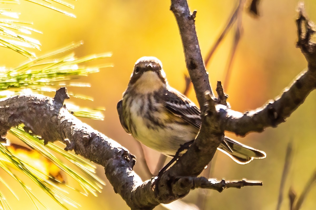 Yellow-rumped Warbler - ML644298034