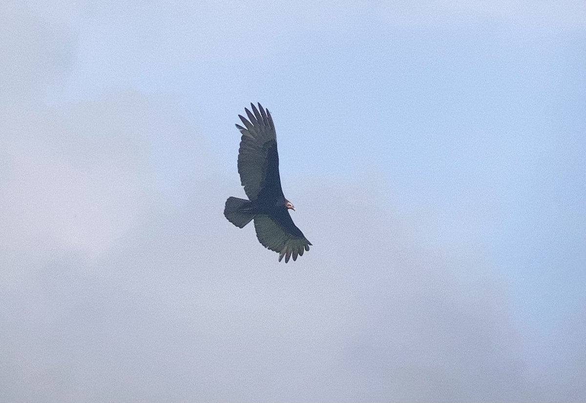 myrkondor - ML644298040