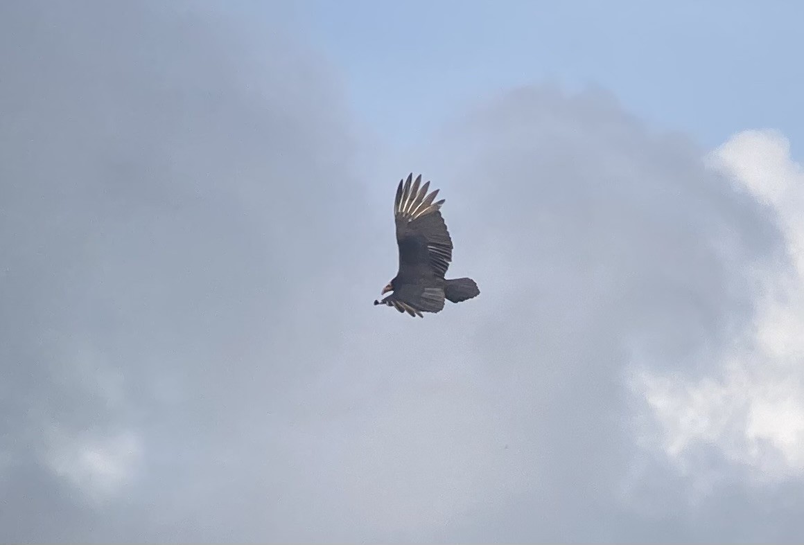 myrkondor - ML644298046