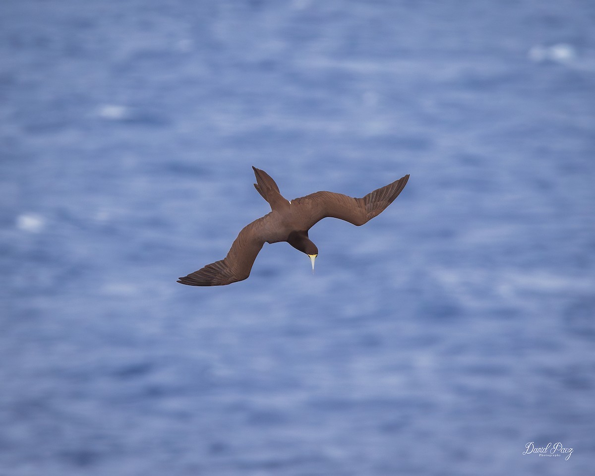 カツオドリ - ML644298050