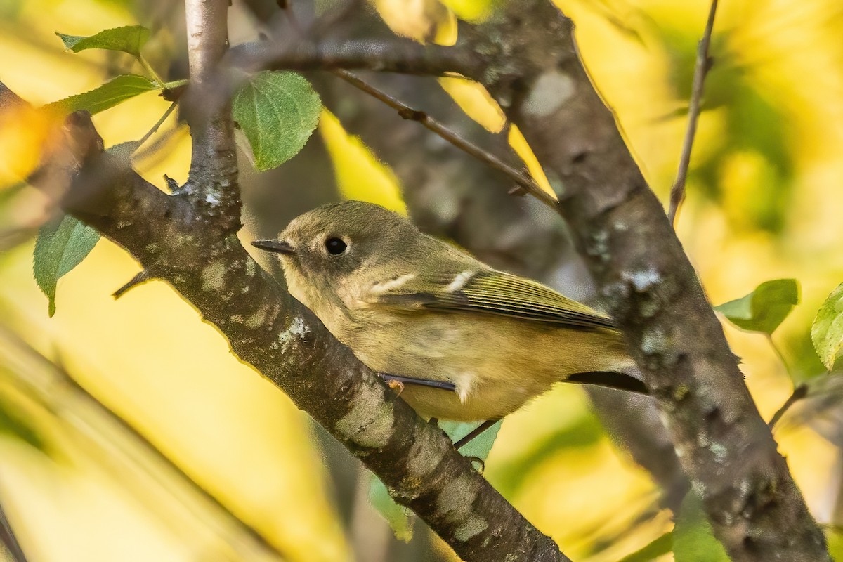 Ruby-crowned Kinglet - ML644298052