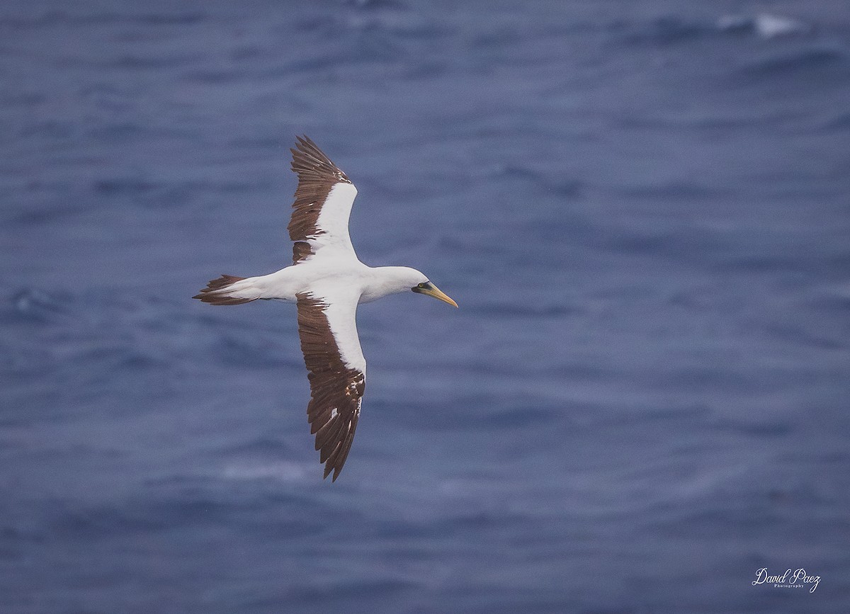 アオツラカツオドリ - ML644298057