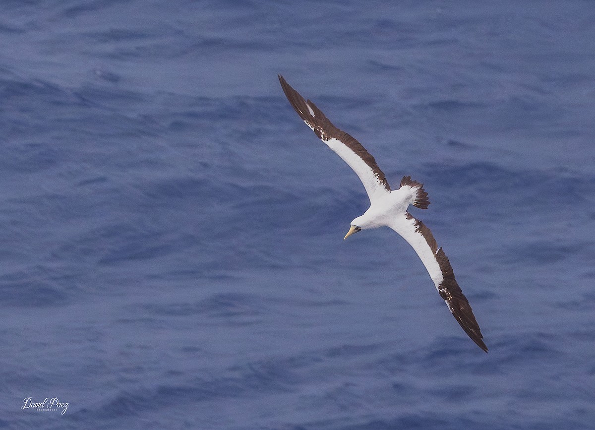 アオツラカツオドリ - ML644298058