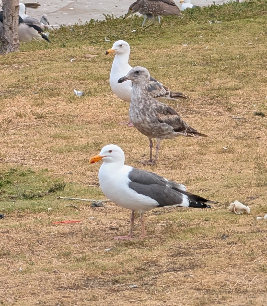 アメリカオオセグロカモメ - ML644298060