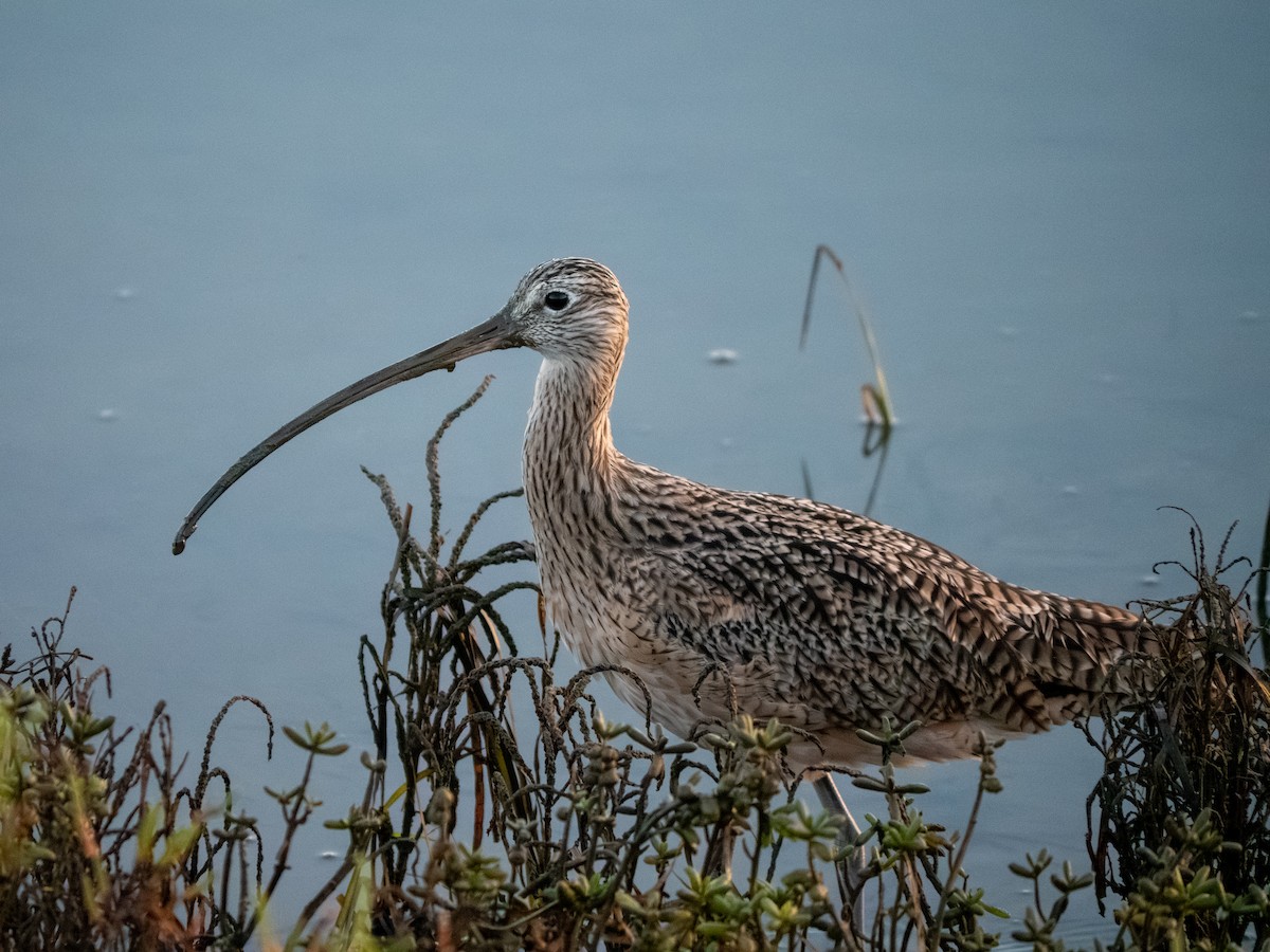 Long-billed Curlew - ML644298061