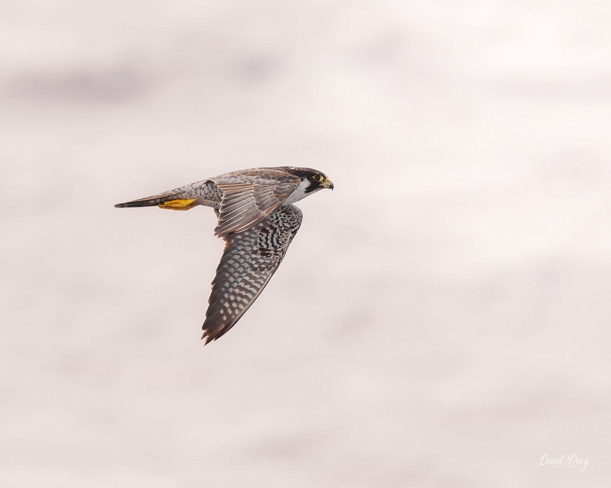 ハヤブサ - ML644298067