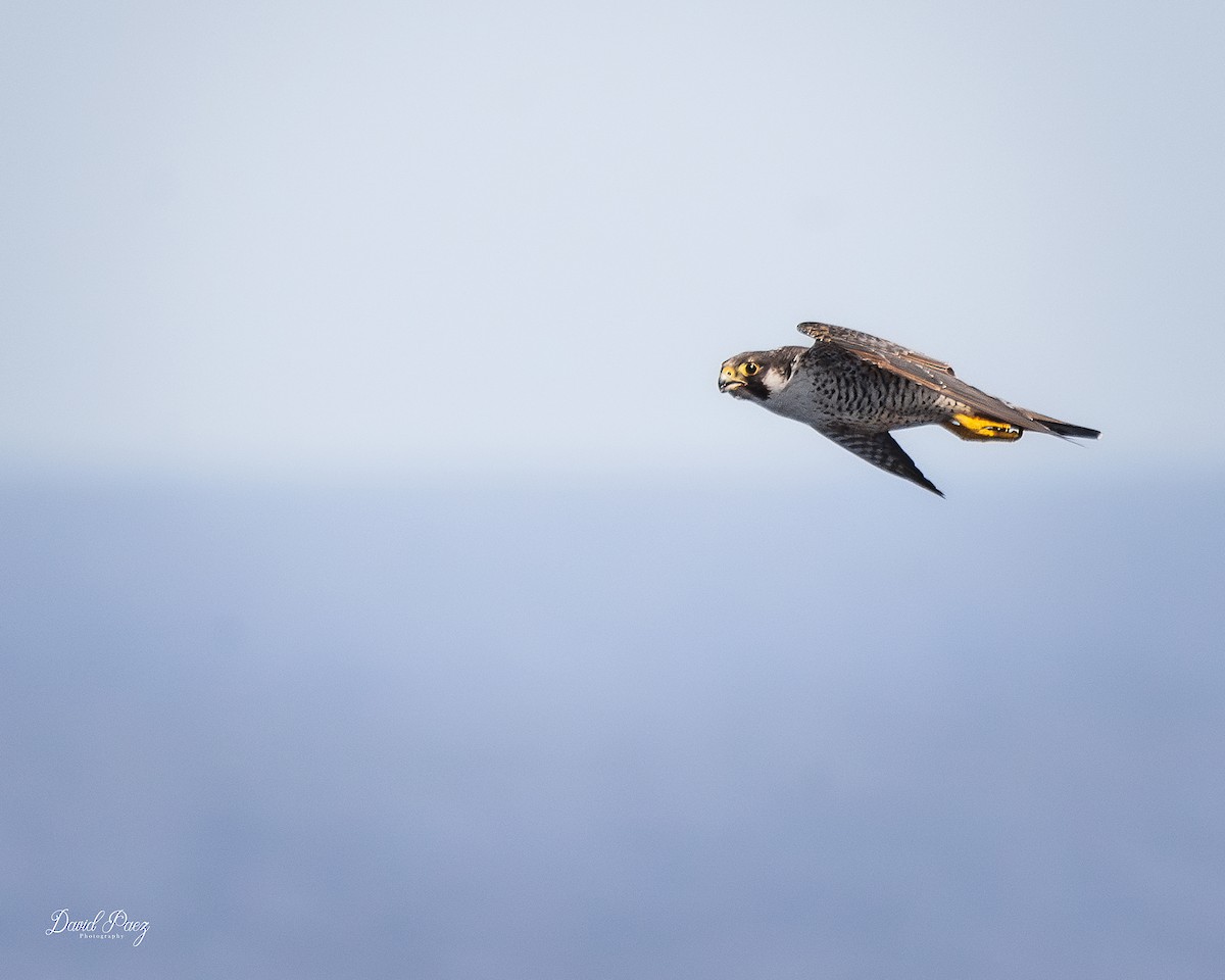 ハヤブサ - ML644298068