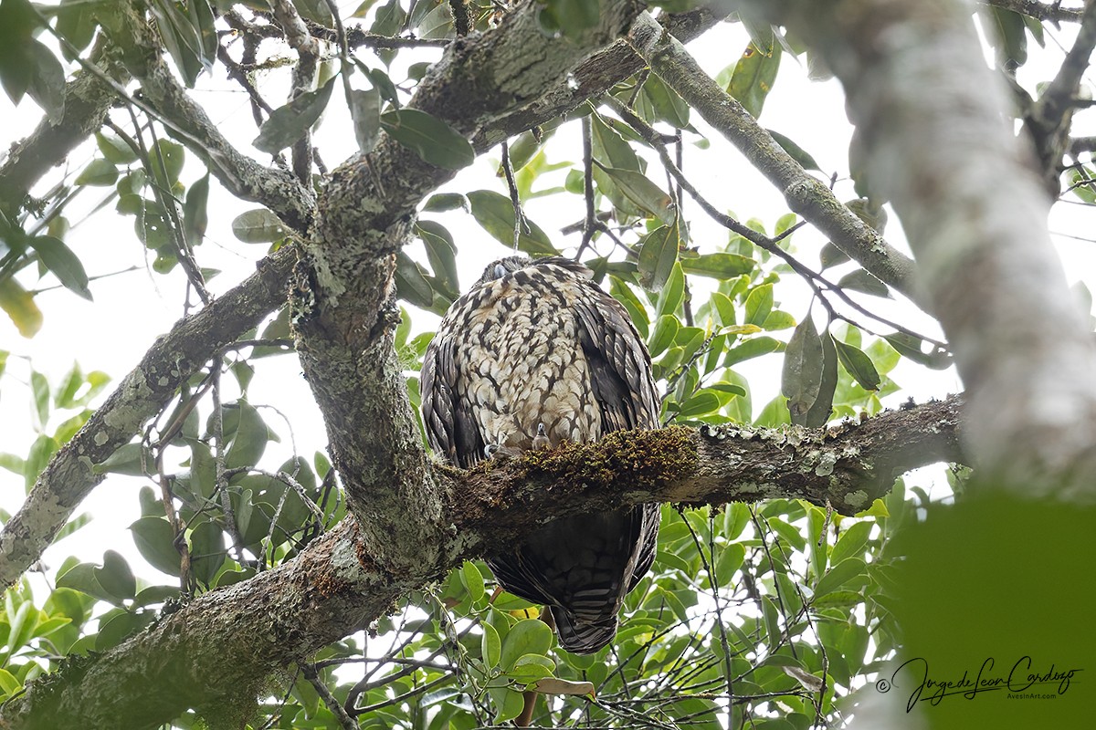 Madagascar Owl - ML644298074