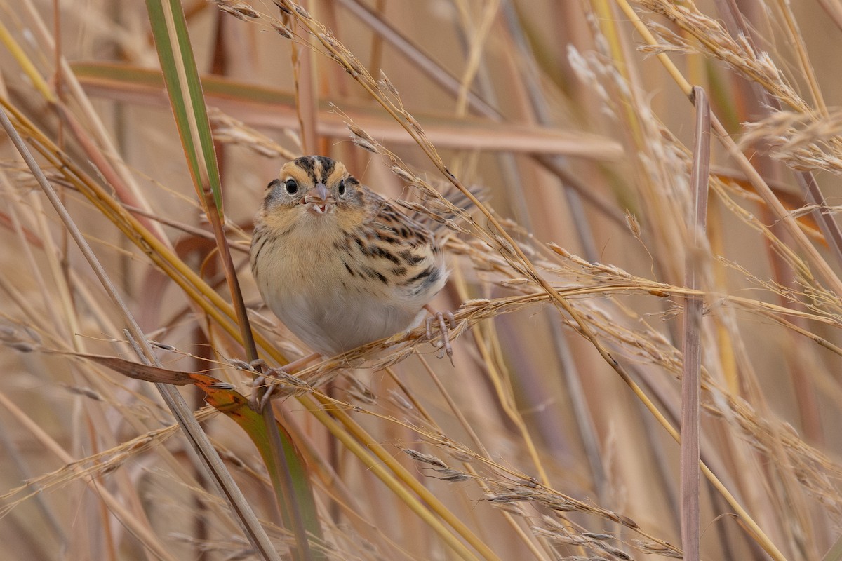 gråørespurv - ML644298077