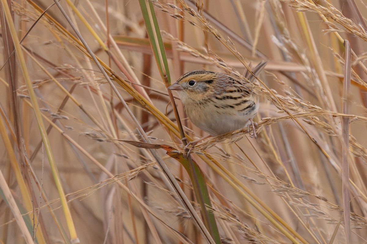 gråørespurv - ML644298078