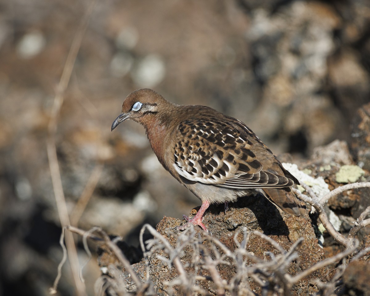 Galapagos Dove - ML644298085