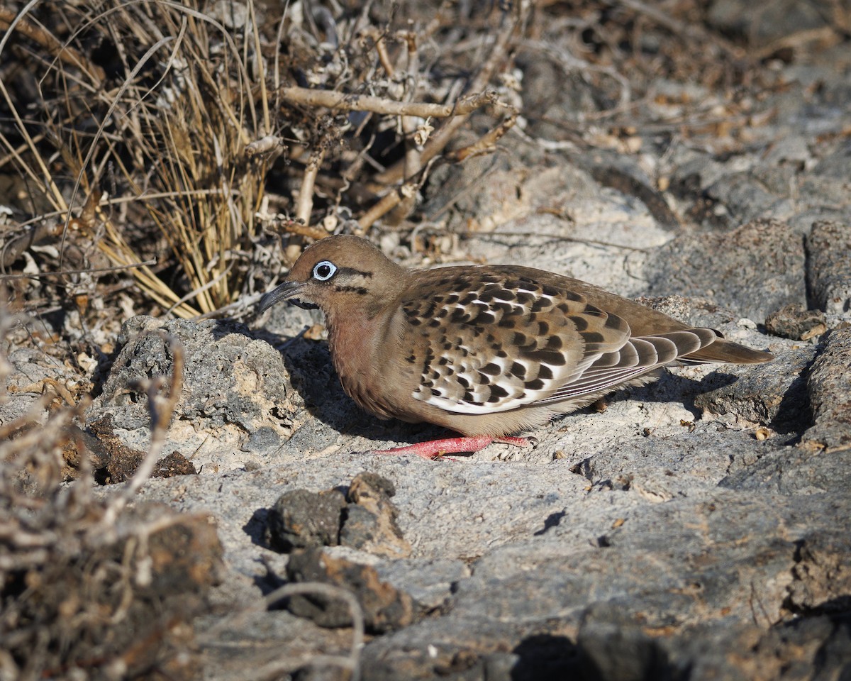 Galapagos Dove - ML644298086