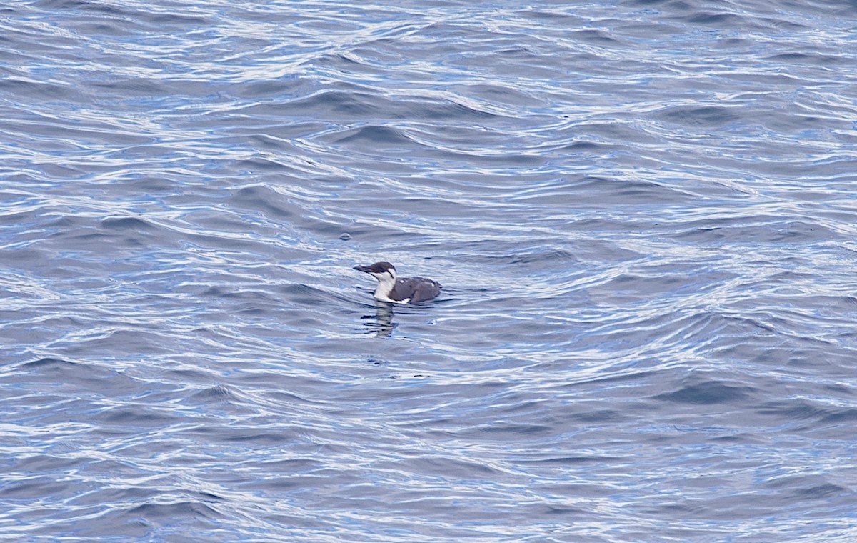 אורייה מצויה - ML644298088