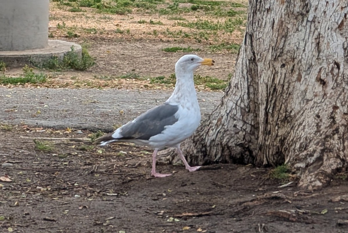 アメリカオオセグロカモメ - ML644298089