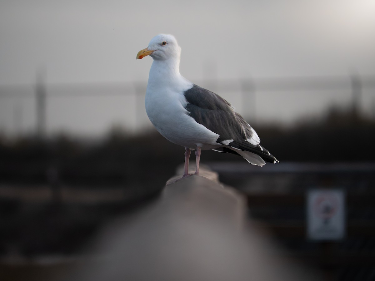 アメリカオオセグロカモメ - ML644298107