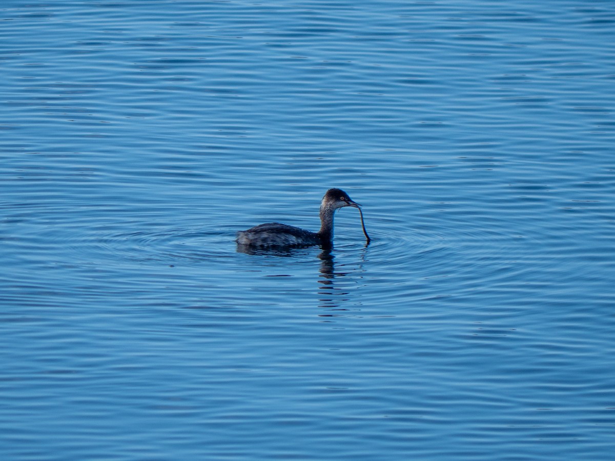 Schwarzhalstaucher - ML644298116