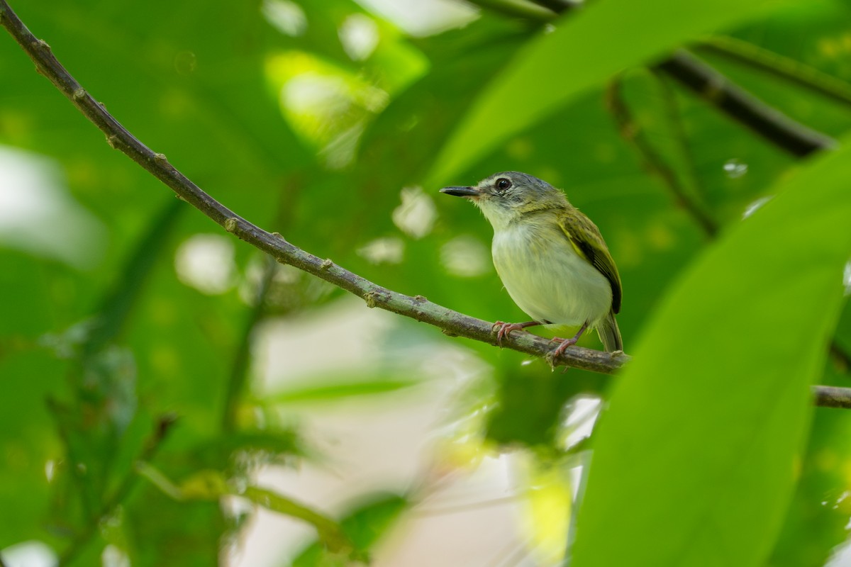 Microtyran à queue courte - ML644298117