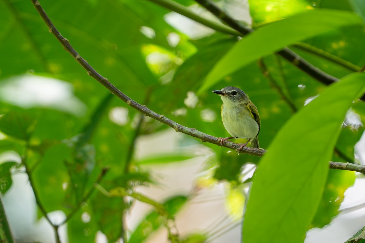 Microtyran à queue courte - ML644298119