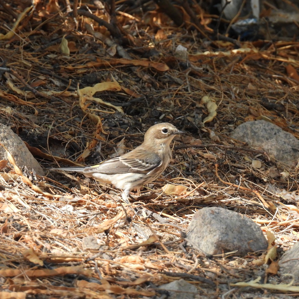 Yellow-rumped Warbler (Myrtle) - ML644298128