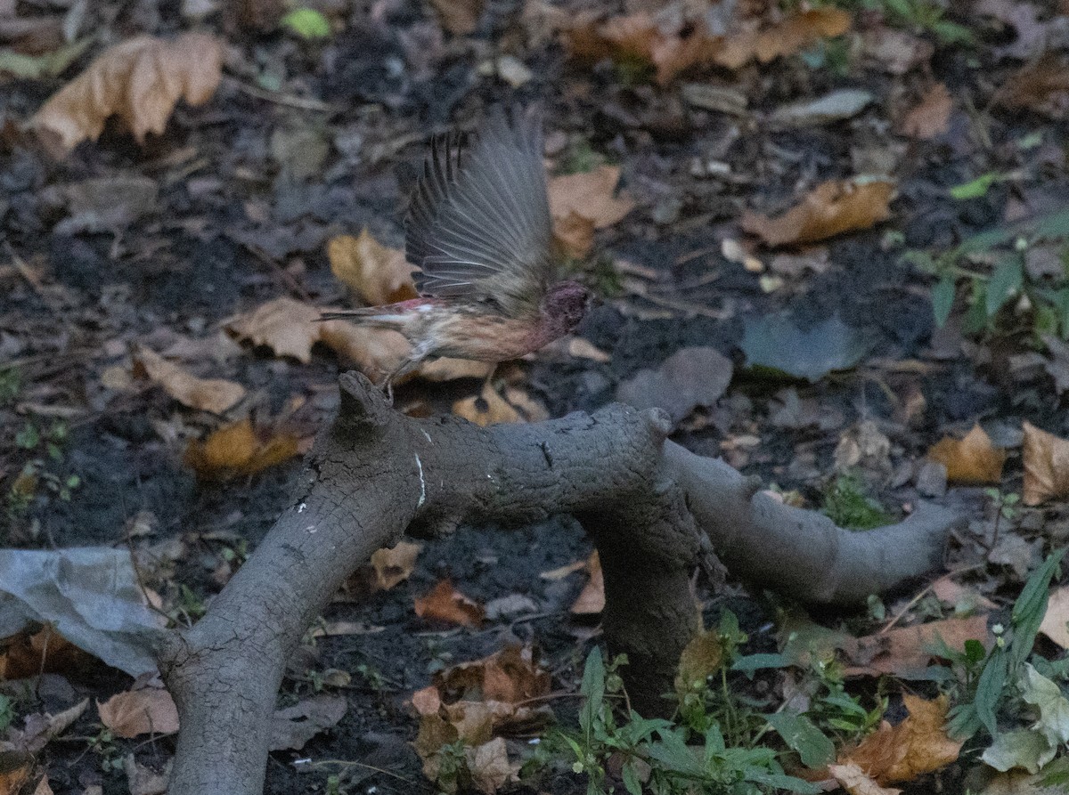Purple Finch - ML644298130