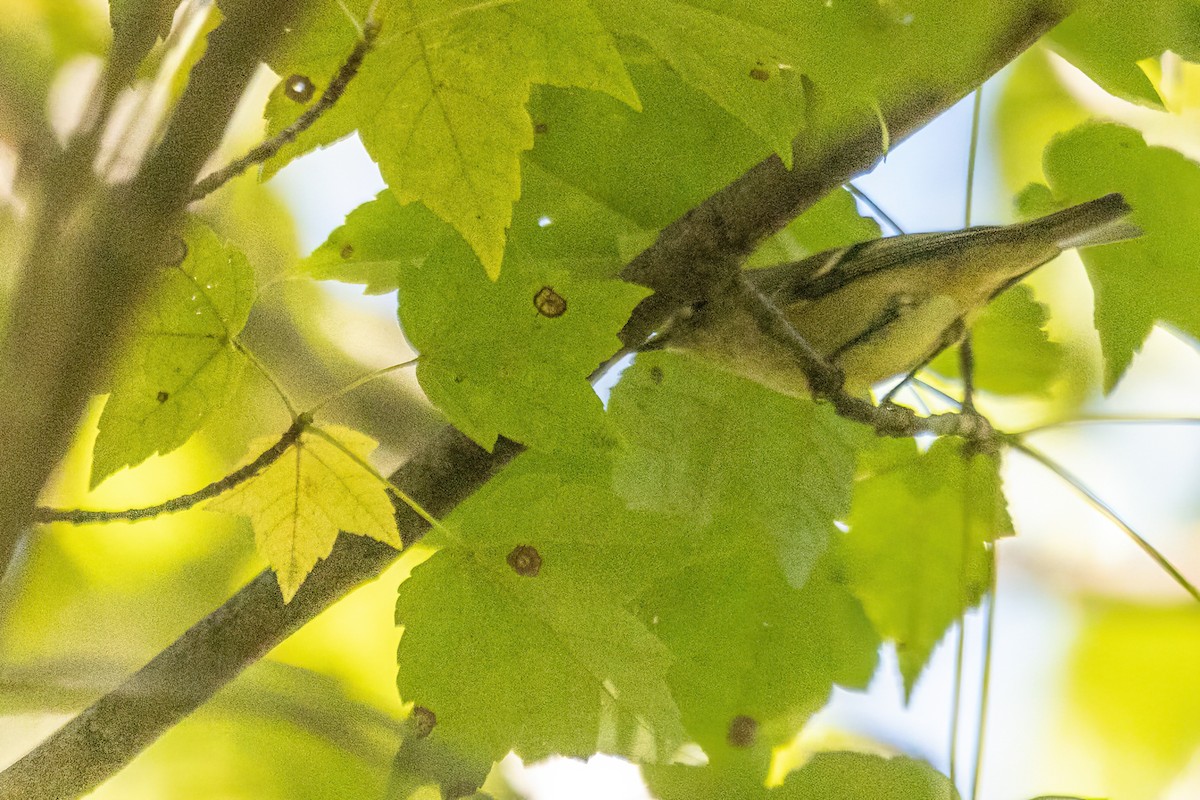 Пісняр-лісовик каштановий - ML644298137