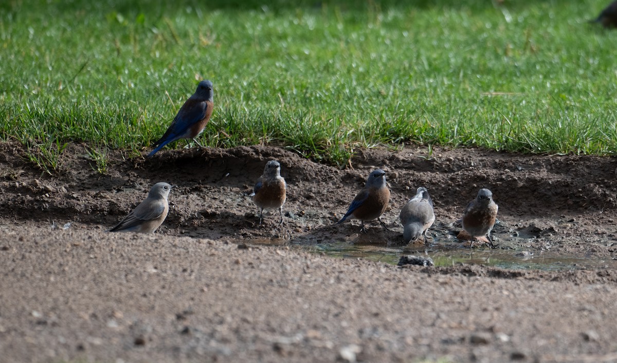 salašník západní - ML644298150