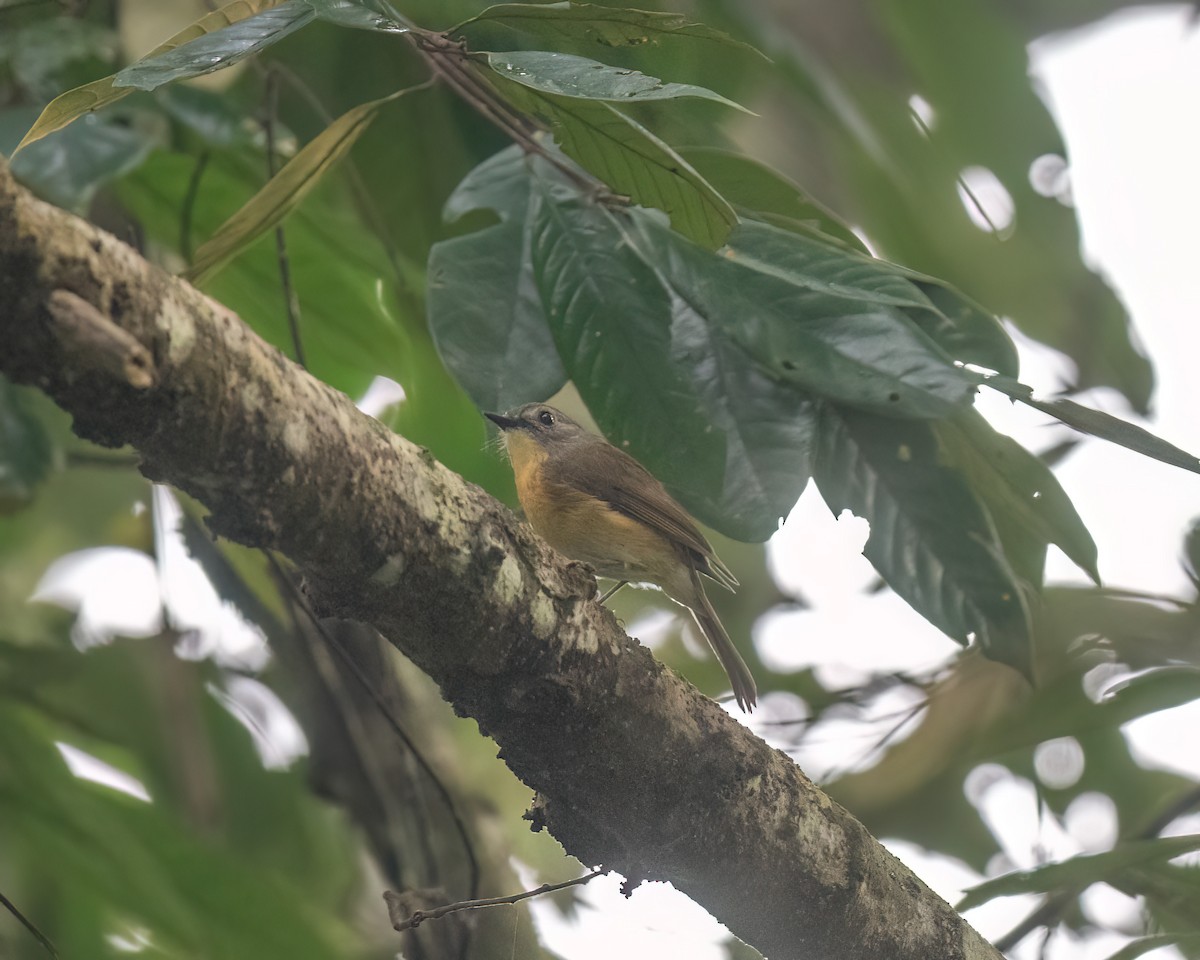 Pale-chinned Flycatcher - ML644298151