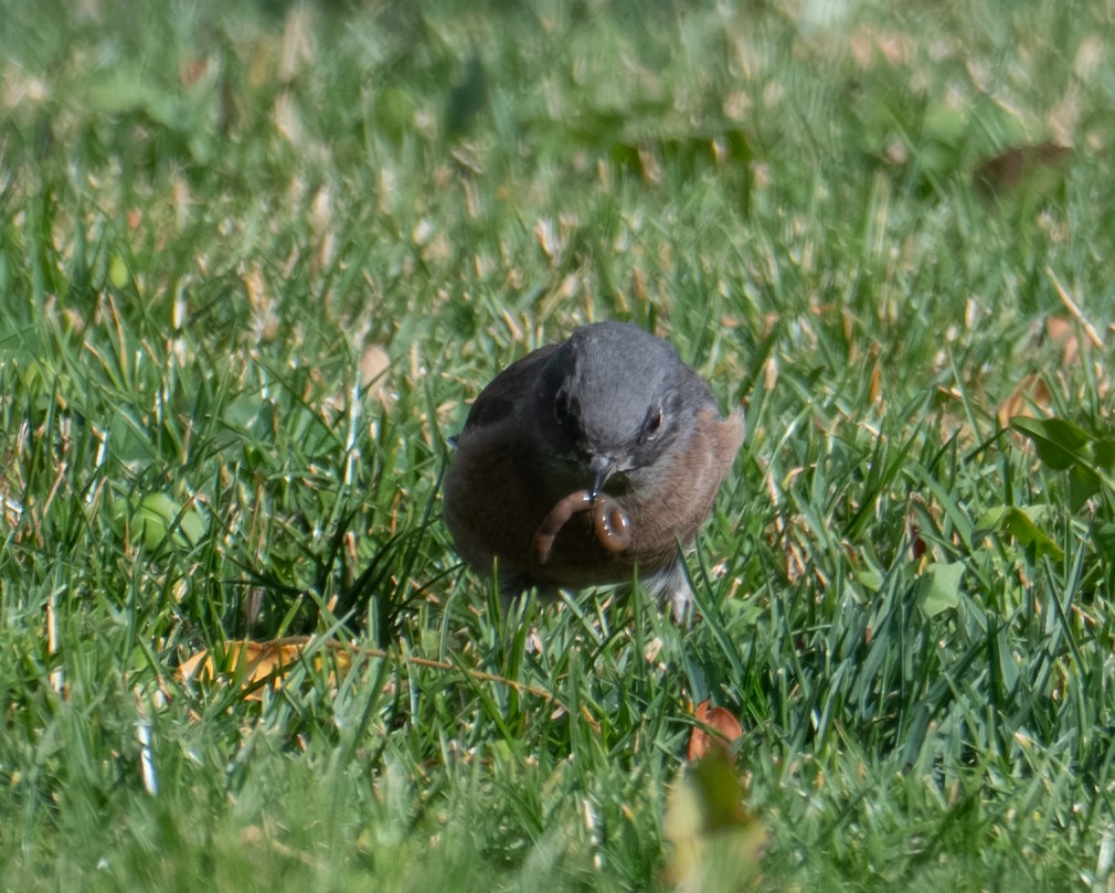 salašník západní - ML644298156