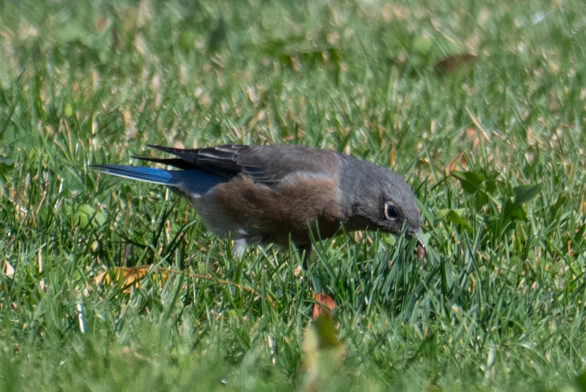 salašník západní - ML644298157