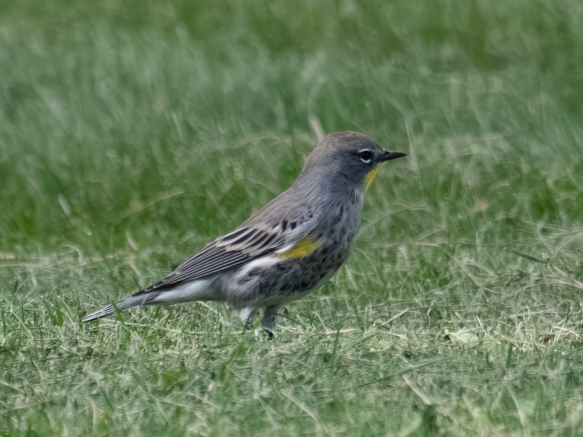 Yellow-rumped Warbler - ML644298170