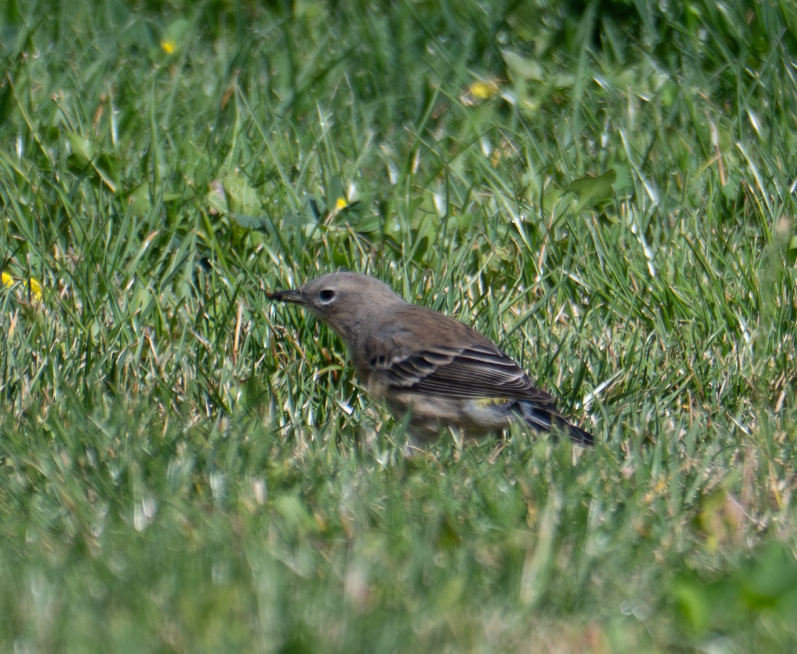 Yellow-rumped Warbler - ML644298171