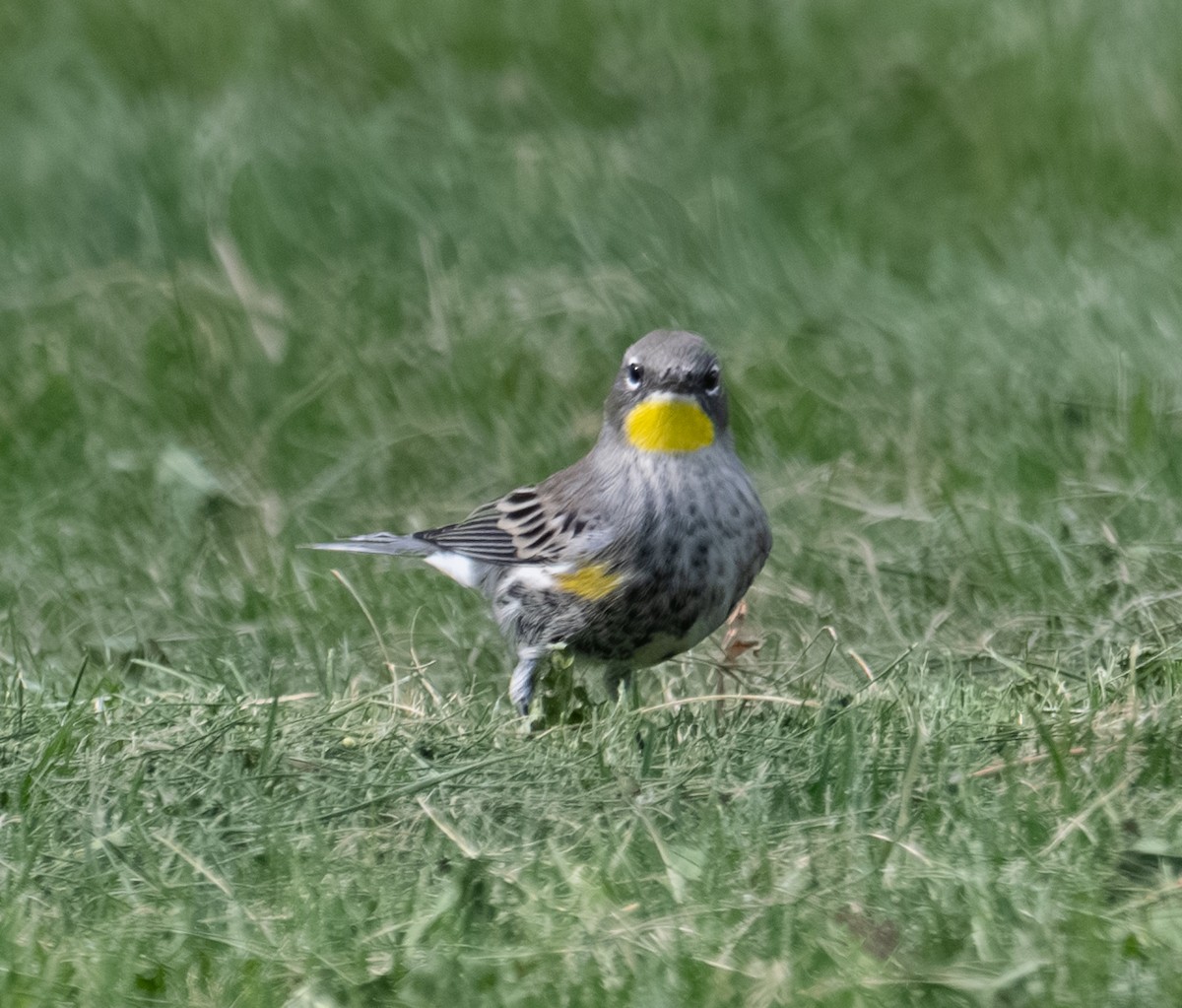 Yellow-rumped Warbler - ML644298172