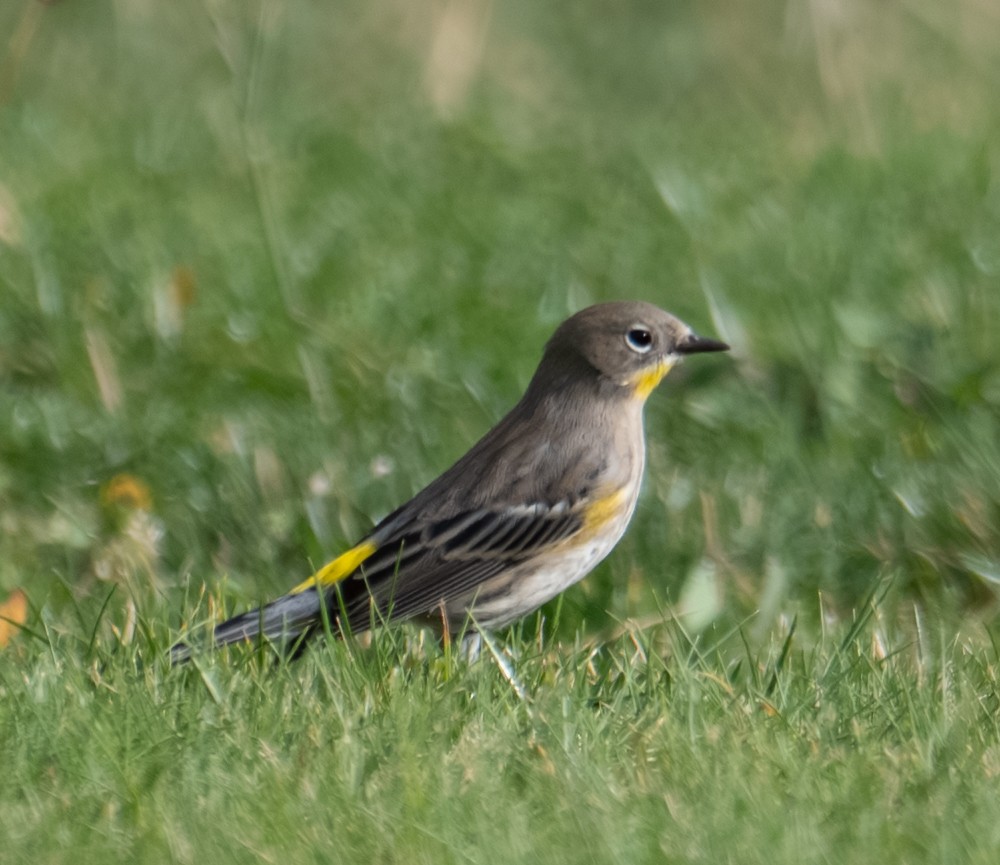 Yellow-rumped Warbler - ML644298173