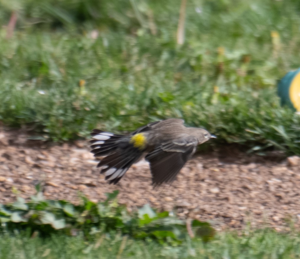 Yellow-rumped Warbler - ML644298174
