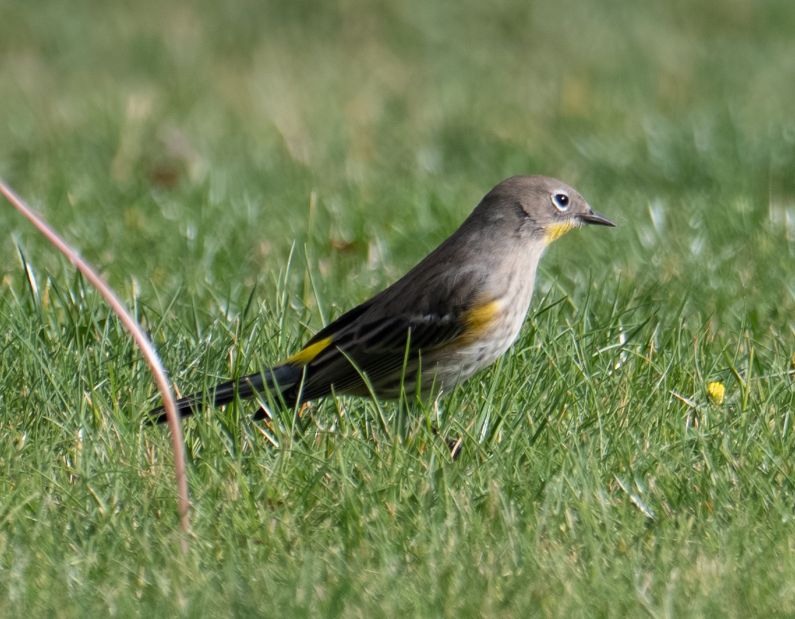 Yellow-rumped Warbler - ML644298175