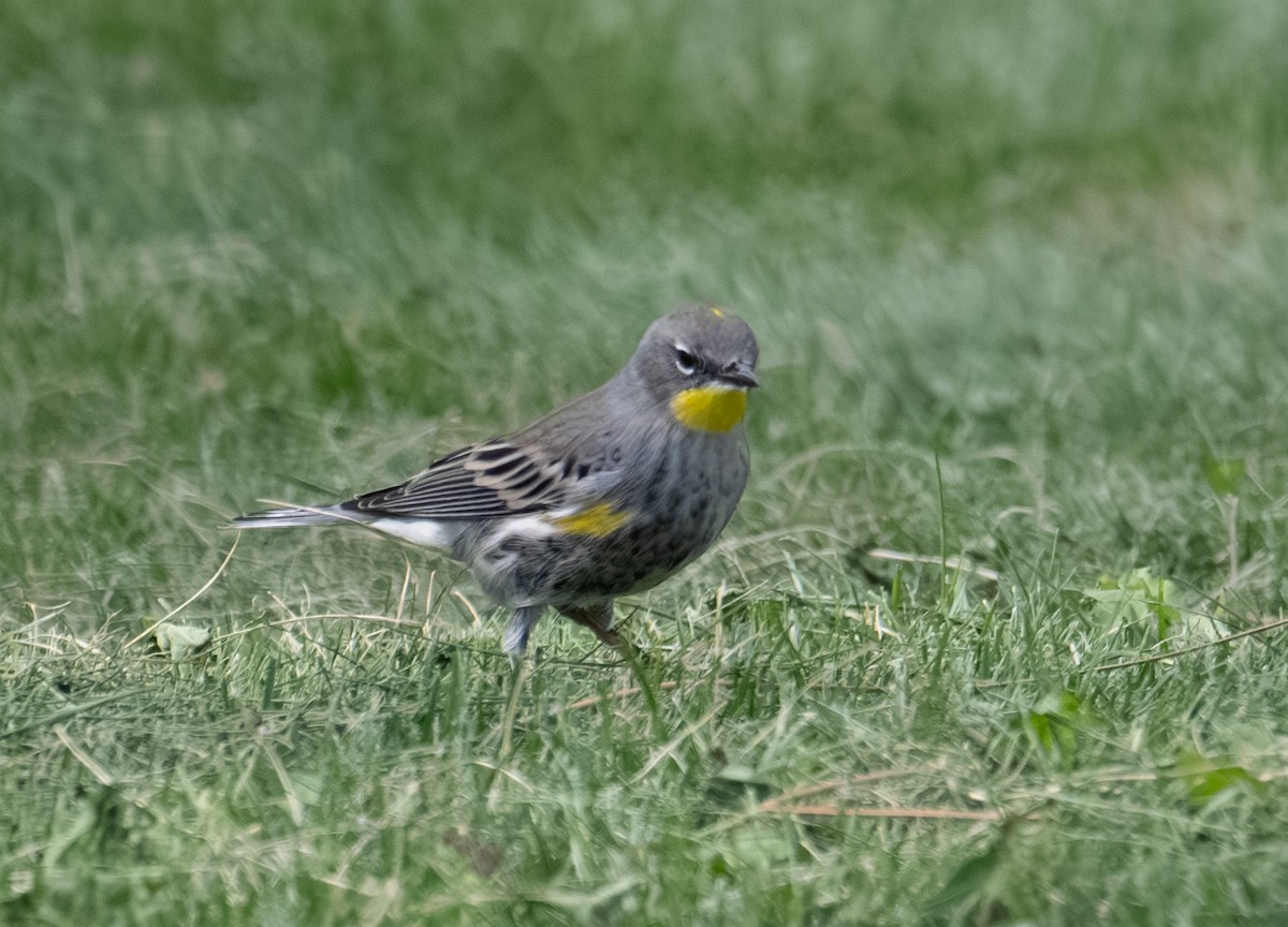 Yellow-rumped Warbler - ML644298176