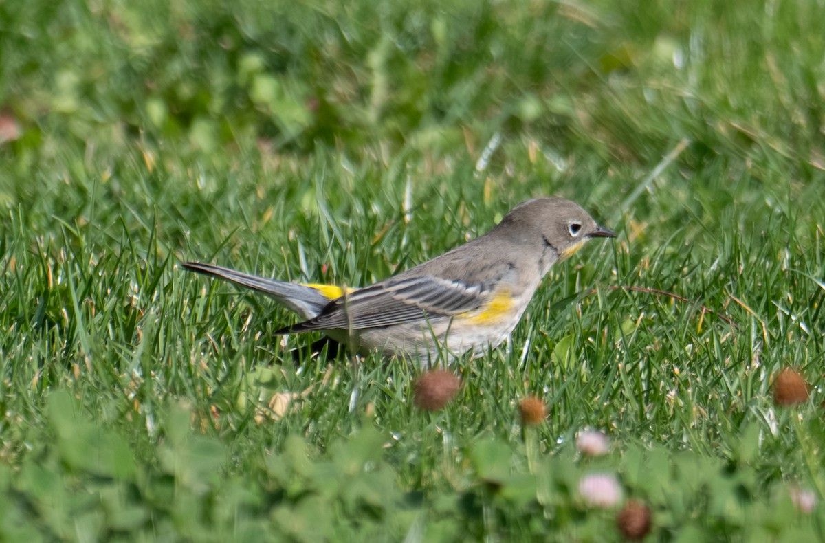 Yellow-rumped Warbler - ML644298177