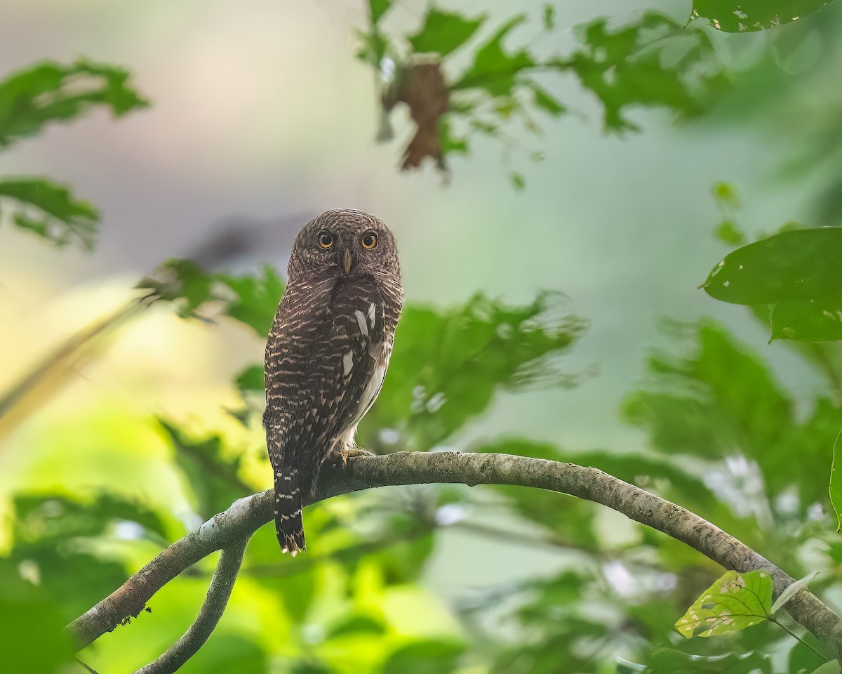 Asian Barred Owlet - ML644298181