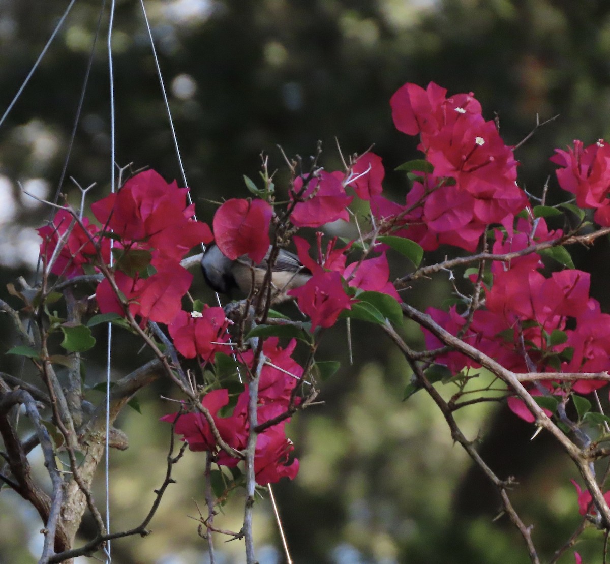 Каролинская гаичка - ML644298187