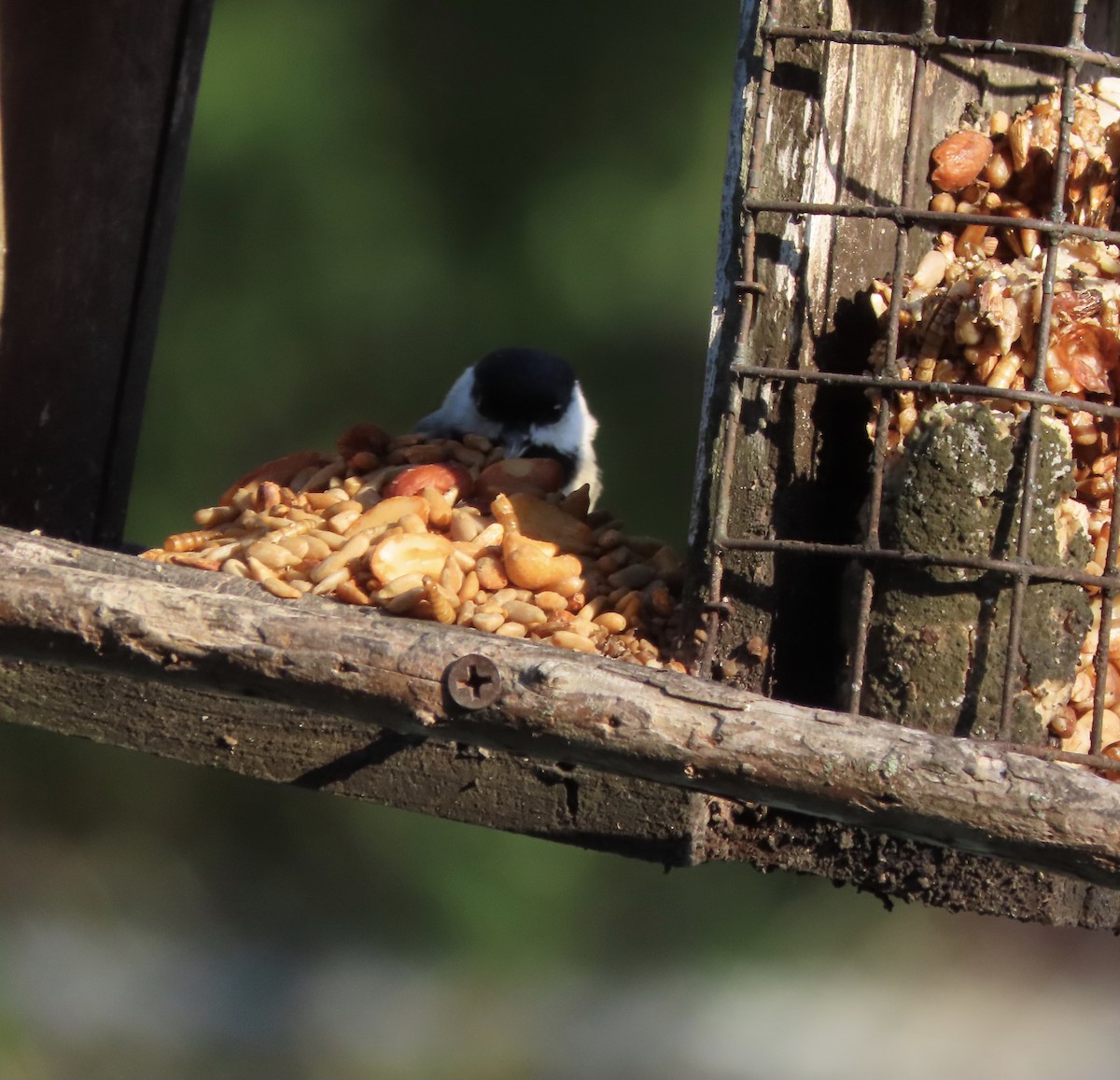 Каролинская гаичка - ML644298188