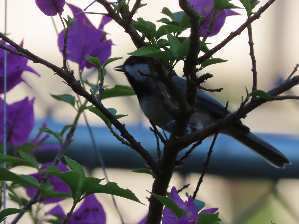 Каролинская гаичка - ML644298189