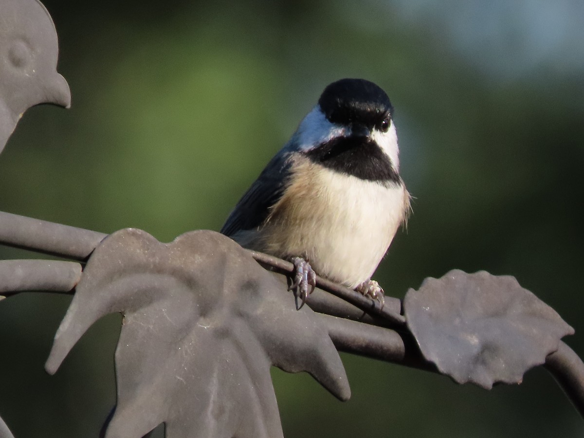 Каролинская гаичка - ML644298190