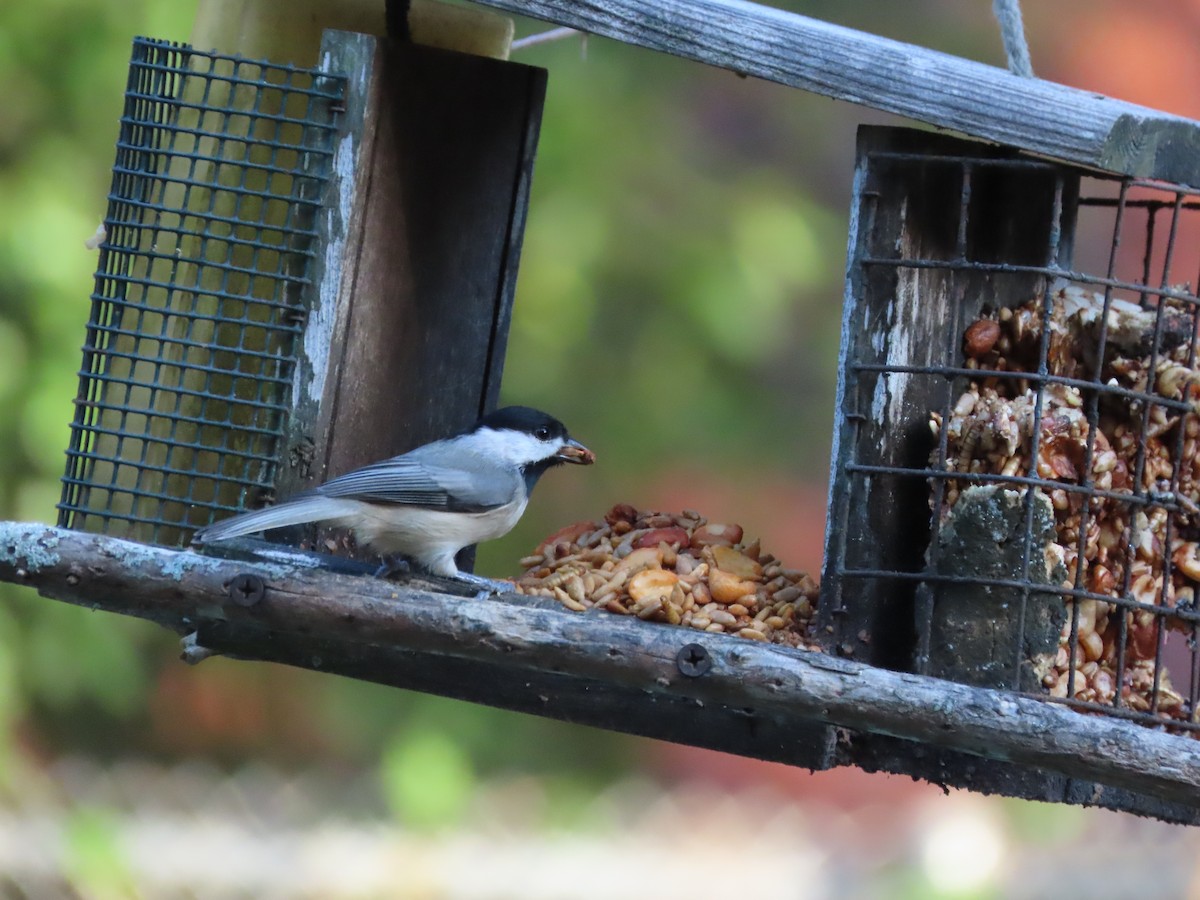 Каролинская гаичка - ML644298191