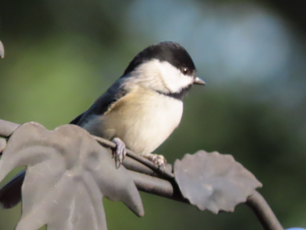 Каролинская гаичка - ML644298192