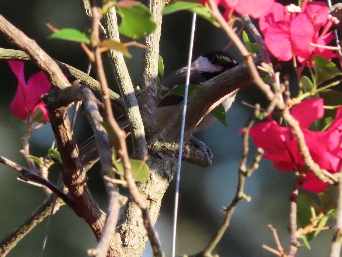 Каролинская гаичка - ML644298194