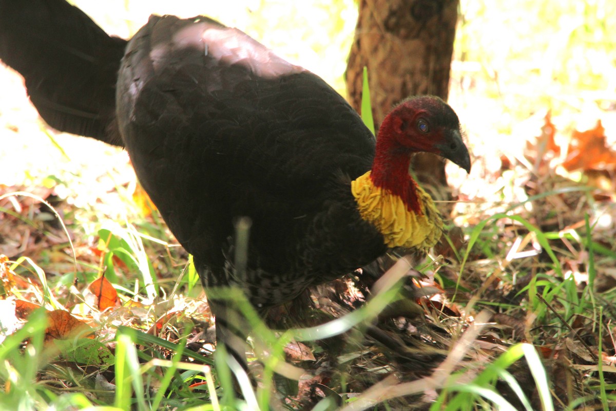 Australian Brushturkey - ML644298204