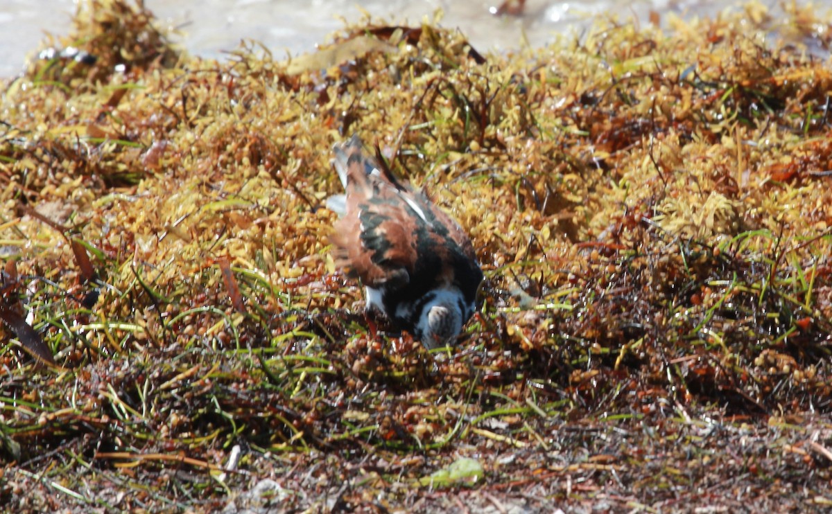 ארנריה אדמונית - ML644298206